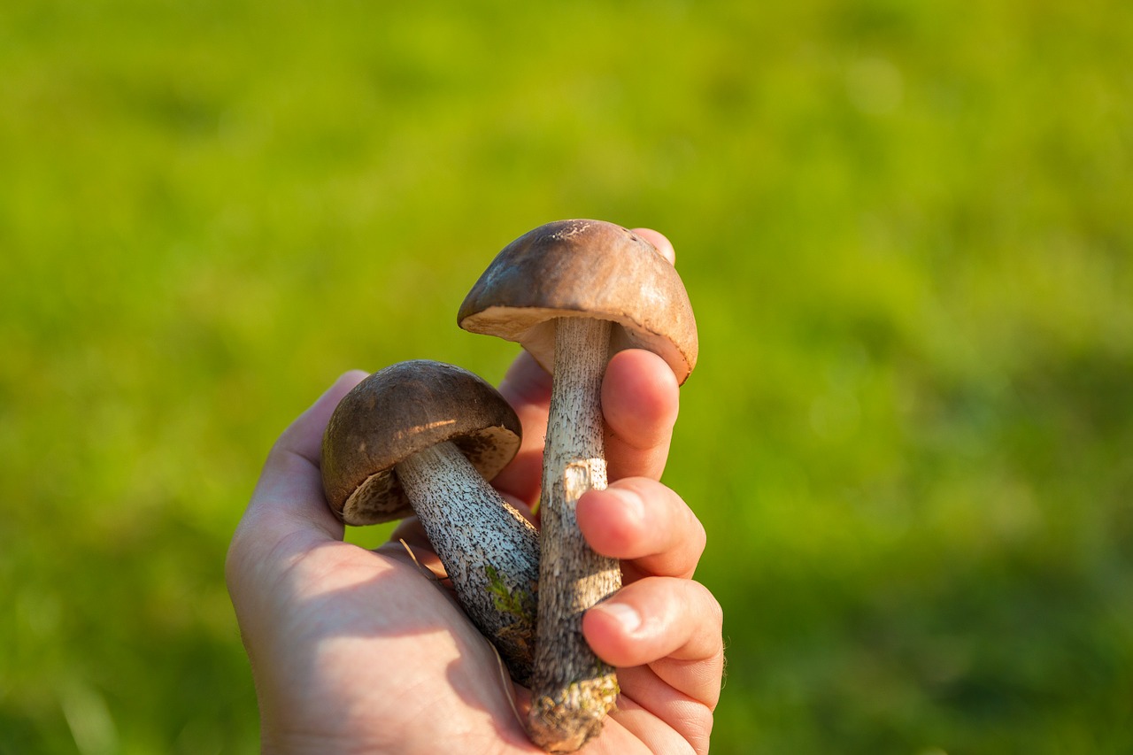 mushrooms-454168_1280